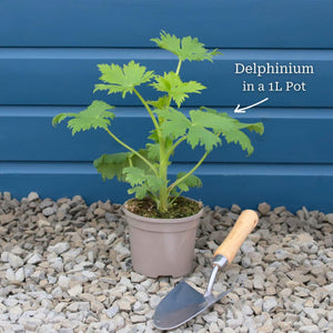 Delphinium 'Dark Blue Black Bee' Perennial Bedding