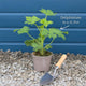 Delphinium 'Dark Blue Black Bee' Perennial Bedding