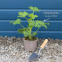 Delphinium 'Dark Blue Black Bee' Perennial Bedding