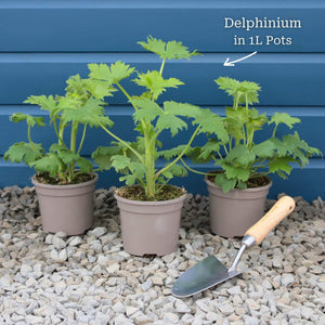 Delphinium 'Light Blue White Bee' Perennial Bedding