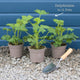 Delphinium 'Light Blue White Bee' Perennial Bedding