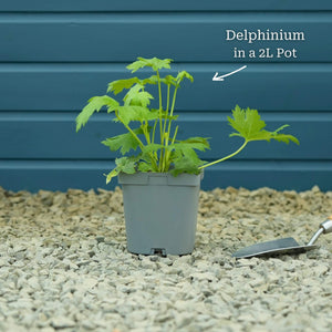 Delphinium 'Dark Blue Black Bee' Perennial Bedding