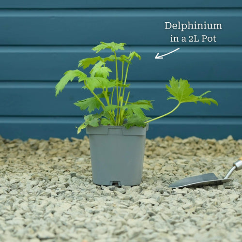 Delphinium 'Dark Blue Black Bee' Perennial Bedding