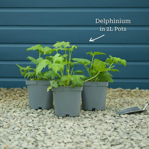 Delphinium 'Dark Blue Black Bee' Perennial Bedding