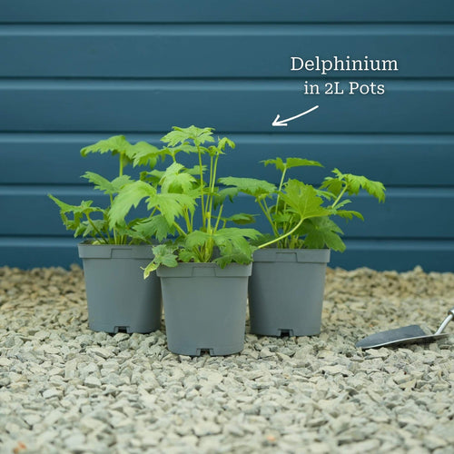 Delphinium 'Dark Blue Black Bee' Perennial Bedding