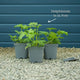Delphinium 'Dark Blue Black Bee' Perennial Bedding