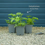 Delphinium 'Dark Blue Black Bee' Perennial Bedding