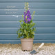 Delphinium 'Dark Blue Black Bee' Perennial Bedding