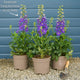 Dramatic Delphiniums Collection Perennial Bedding