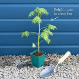 Delphinium 'Light Blue White Bee' Perennial Bedding