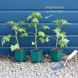 Delphinium 'Light Blue White Bee' Perennial Bedding