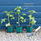 Delphinium 'Light Blue White Bee' Perennial Bedding