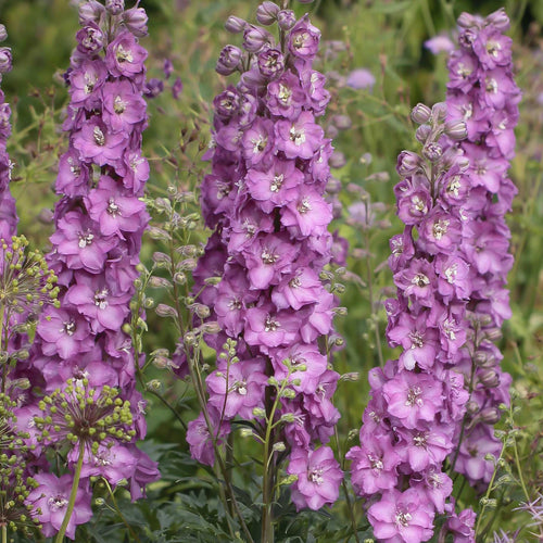 Delphinium 'Delgenius Chantay' Perennial Bedding