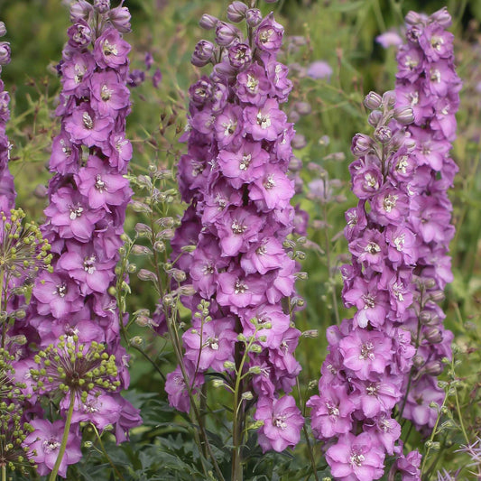 Delphinium 'Delgenius Chantay' Perennial Bedding
