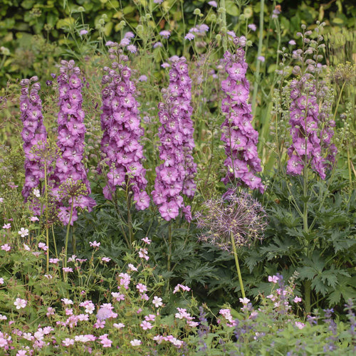 Delphinium 'Delgenius Chantay' Perennial Bedding