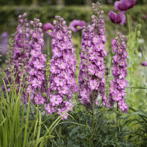 Delphinium 'Delgenius Chantay' Perennial Bedding