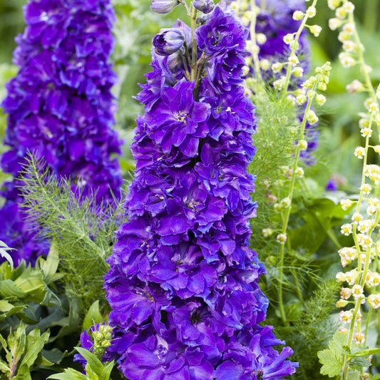 Delphinium 'Delgenius Kingsley' Perennial Bedding