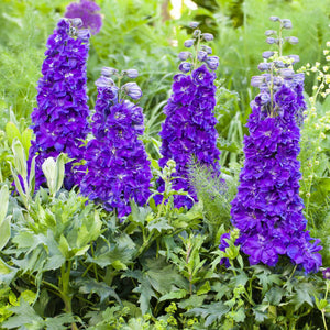 Delphinium 'Delgenius Kingsley' Perennial Bedding