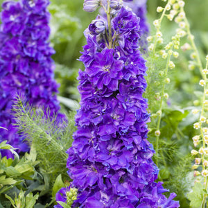 Delphinium 'Delgenius Kingsley' Perennial Bedding