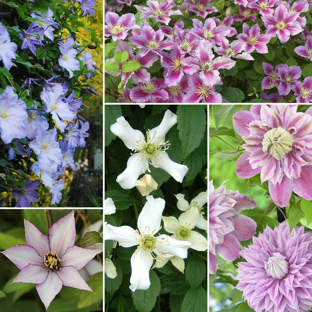 Designer Clematis Collection Climbing Plants