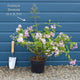Deutzia 'Plena' Shrubs