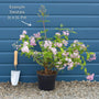 Deutzia 'Plena' Shrubs