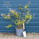 Deutzia 'Mont Rose' Shrubs