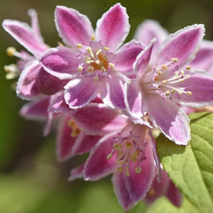 Deutzia 'Mont Rose' Shrubs