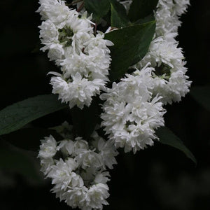 Deutzia 'Plena' Shrubs