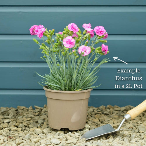 Dianthus 'Cocktail Cosmopolitan' Perennial Bedding