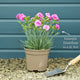 Dianthus 'Cocktail Cosmopolitan' Perennial Bedding