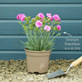 Dianthus 'Cocktail Cosmopolitan' Perennial Bedding
