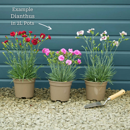 Dianthus 'Cocktail Cosmopolitan' Perennial Bedding