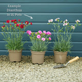 Dianthus 'Cocktail Cosmopolitan' Perennial Bedding