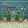 Dianthus 'Cocktail Cosmopolitan' Perennial Bedding