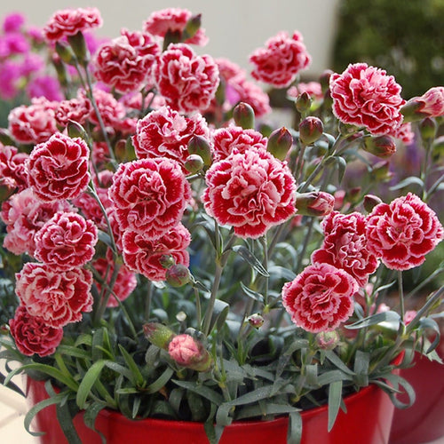 Dianthus 'Scented Sugar Plum' Perennial Bedding