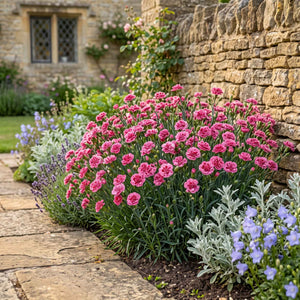 Dianthus 'Scented Sugar Plum' Perennial Bedding