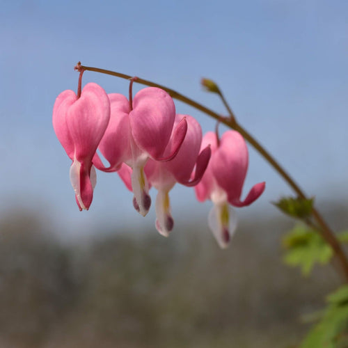 Dicentra spectabilis Perennial Bedding