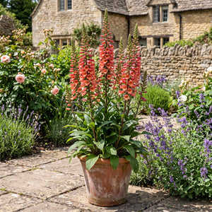 Digitalis 'Falcon Fire' Perennial Bedding