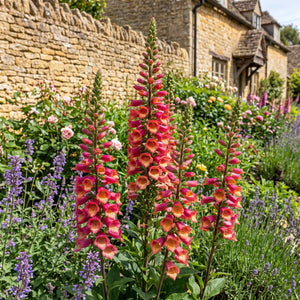 Digitalis 'Falcon Fire' Perennial Bedding