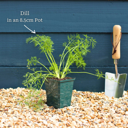 Dill Plant Vegetables