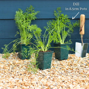 Dill Plant Vegetables