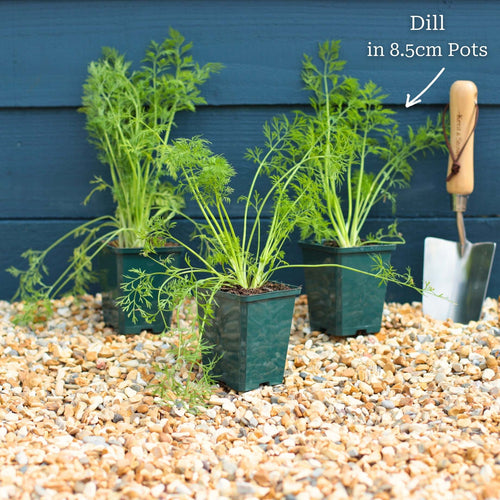 Dill Plant Vegetables