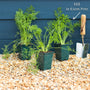 Dill Plant Vegetables