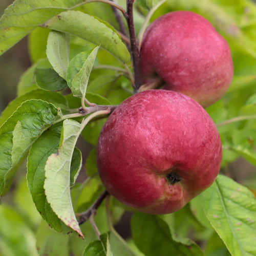 'Discovery' Apple Tree Fruit Trees