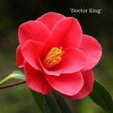 Camellia Gift Gift Option