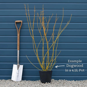 Yellow Stemmed Dogwood Hedging | Cornus stolonifera 'Flaviramea' Shrubs