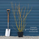 Yellow Stemmed Dogwood Hedging | Cornus stolonifera 'Flaviramea' Shrubs