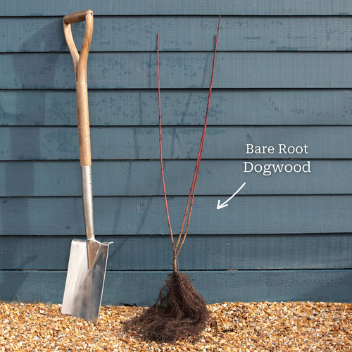 Common Dogwood | Cornus sanguinea 'Midwinter Fire' Shrubs