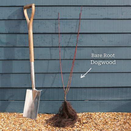 Common Dogwood | Cornus sanguinea 'Midwinter Fire' Shrubs
